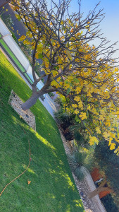 Photo de galerie - Tonte et aspiration des feuilles 