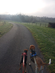 Photo de galerie - Balade matinale avec Olie et Tom ?