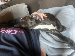 Photo de galerie - Mais je peux aussi garder vos chiens à mon domicile pendant les week-ends !