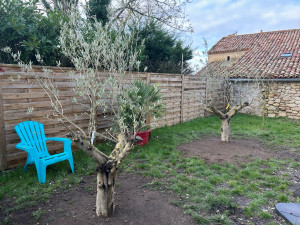 Photo de galerie - Plantation de 2 Oliviers en terre 