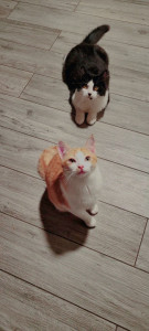 Photo de galerie - Je vous présente Roucky et Chipette!
mes petites boules de poils adoré.
je les ai recueillis de la rue, la personne qui s'en occuper les a abandonné...?
depuis ils vivent au chaud avec moi! et sont les chats les plus gâté!