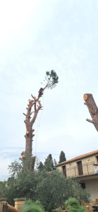 Photo de galerie - Elagage et coupe d'arbres