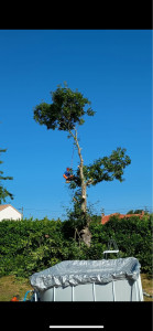 Photo de galerie - Elagage et coupe d'arbres