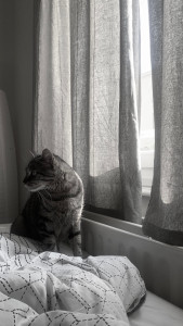 Photo de galerie - Garde chat