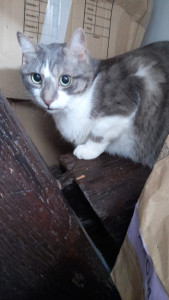 Photo de galerie - Garde chat