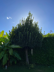 Photo de galerie - Elagage et coupe d'arbres