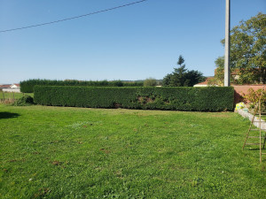 Photo de galerie - Taille de haie de 25m
