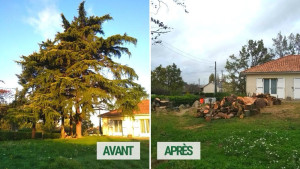 Photo de galerie - Elagage et coupe d'arbres
