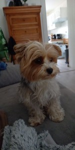 Photo de galerie - Jeune Yorkshire que j'ai gardée à mon domicile durant 1semaines très mignon 