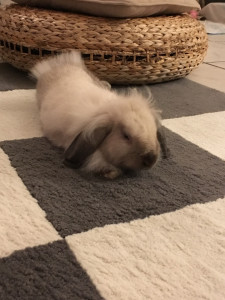 Photo de galerie - Garde animaux