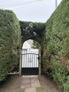 Photo de galerie - Thuyas 