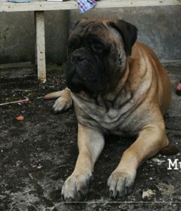 Photo de galerie - Garde animaux