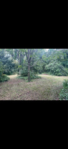 Photo de galerie - Tonte débroussaillage 