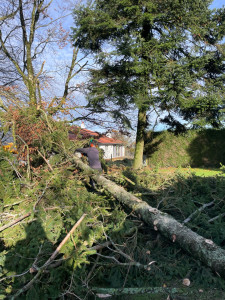 Photo de galerie - Abattage d’un conifère 