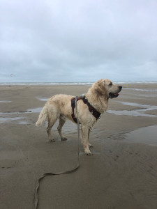 Photo de galerie - Stitch à la plage