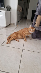 Photo de galerie - Boubouille tout chou qui se frotte partout ^^