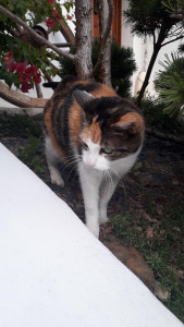 Photo de galerie - Garde chat