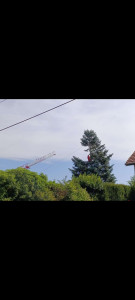 Photo de galerie - Élagage et évacuation 