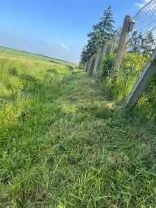Photo de galerie - Tonte de pelouse - Débroussaillage