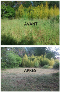 Photo de galerie - Tente de pelouse, débroussaillage