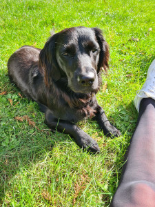 Photo de galerie - J'ai eu l'occasion de garder le chien de ma collègue pendant plusieurs semaines.