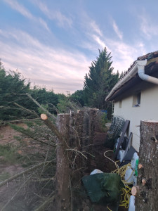 Photo de galerie - Elagage de  200m  de sapinette avec
enlèvement des déchets verts 