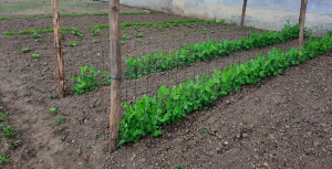 Photo de galerie - Entretien des plantations du potager.