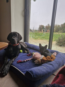 Photo de galerie - Grand chien et petit.