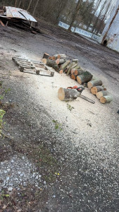 Photo de galerie - Abattage et coupe en 50 