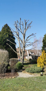 Photo de galerie - élagage d’un frêne 