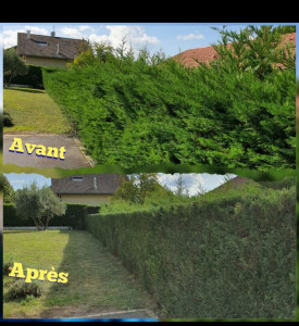 Photo de galerie - Taille de haie, abattage arbres, etc...
