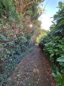 Photo de galerie - Elagage et coupe d'arbres