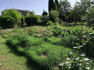 Photo de galerie - Tonte diversifiée dans le potager