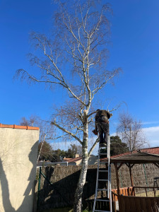 Photo de galerie - Elagage et coupe d'arbres