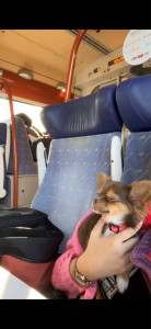 Photo de galerie - Garde chien