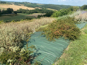 Photo de galerie - Pose de toile de paillage