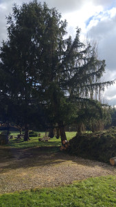 Photo de galerie - Elagage et coupe d'arbres