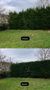 Photo de galerie - Taille de Haie à Lons 