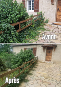 Photo de galerie - Nettoyage d'un lierre invasive