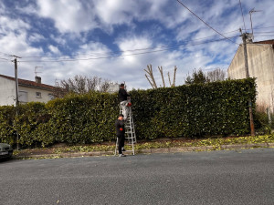 Photo de galerie - Taille de haies et d'arbustes