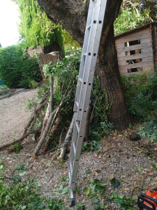 Photo de galerie - Elagage et coupe d'arbres