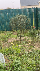 Photo de galerie - Taille de haies et d'arbustes