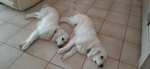 Photo de galerie - Garde de chiens sur Toulouse St Simon 