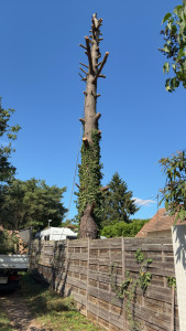 Photo de galerie - Elagage et coupe d'arbres