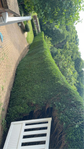 Photo de galerie - Taille de haies et d'arbustes