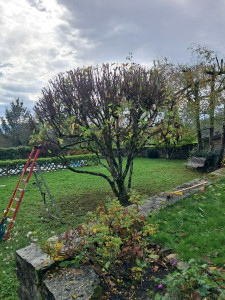 Photo de galerie - Taille de haies et d'arbustes