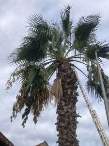 Photo de galerie - Taille de palmier 