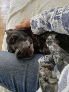 Photo de galerie - Garde chien