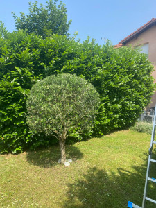 Photo de galerie - Taille de haies et d'arbustes