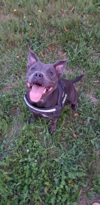 Photo de galerie - Garde chien